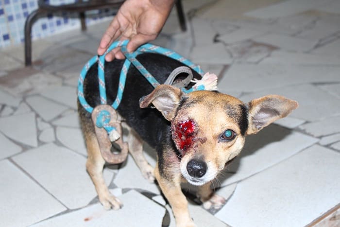 Cachorro é baleado no olho após ação da PM diz moradora
